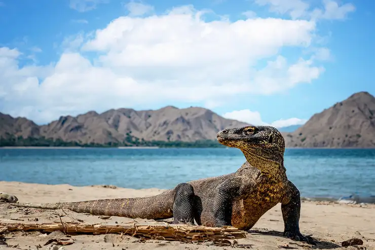 Paket Komodo Trip dari Lombok